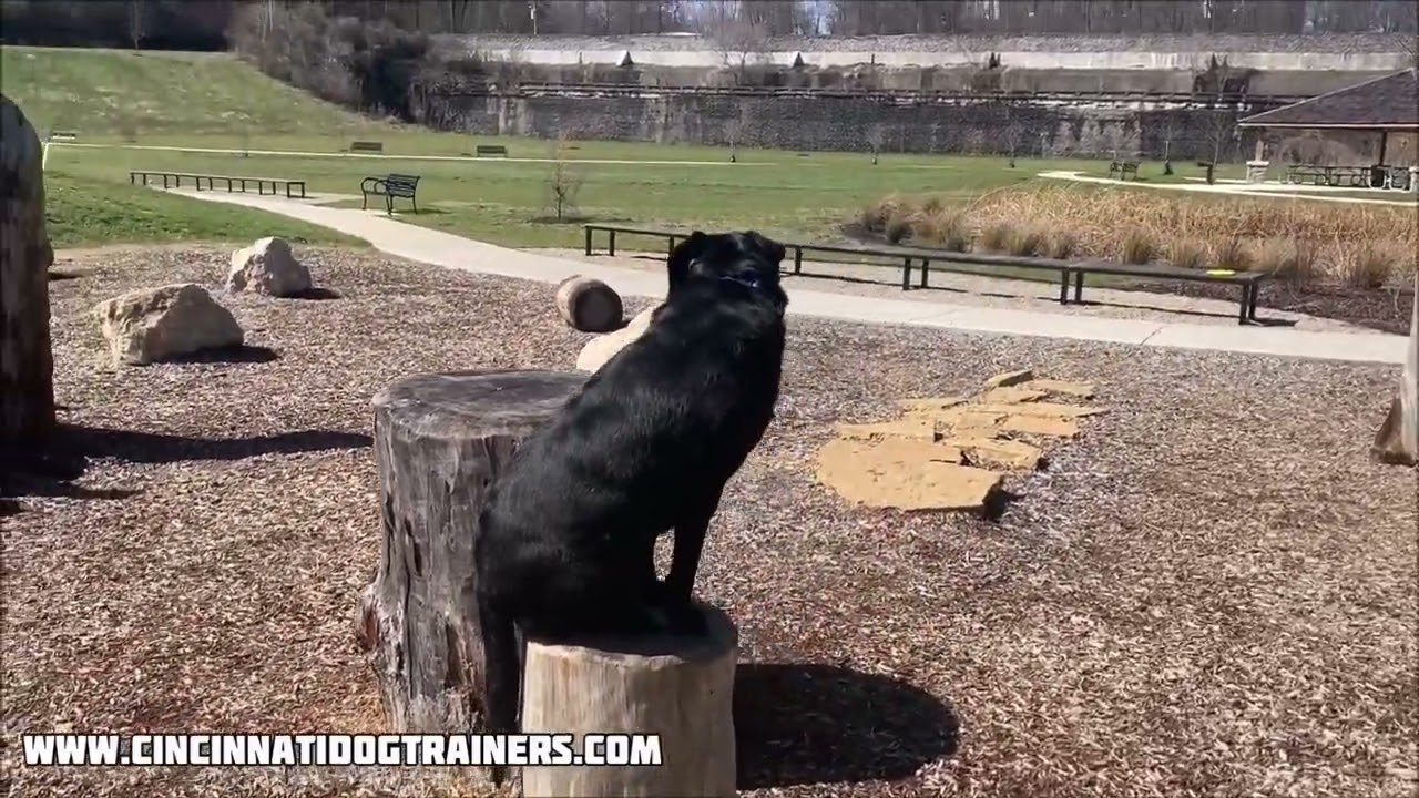 1 Week Freedom Board & Train | Lab | Zoe | Cincinnati Dog Trainers Off Leash K9