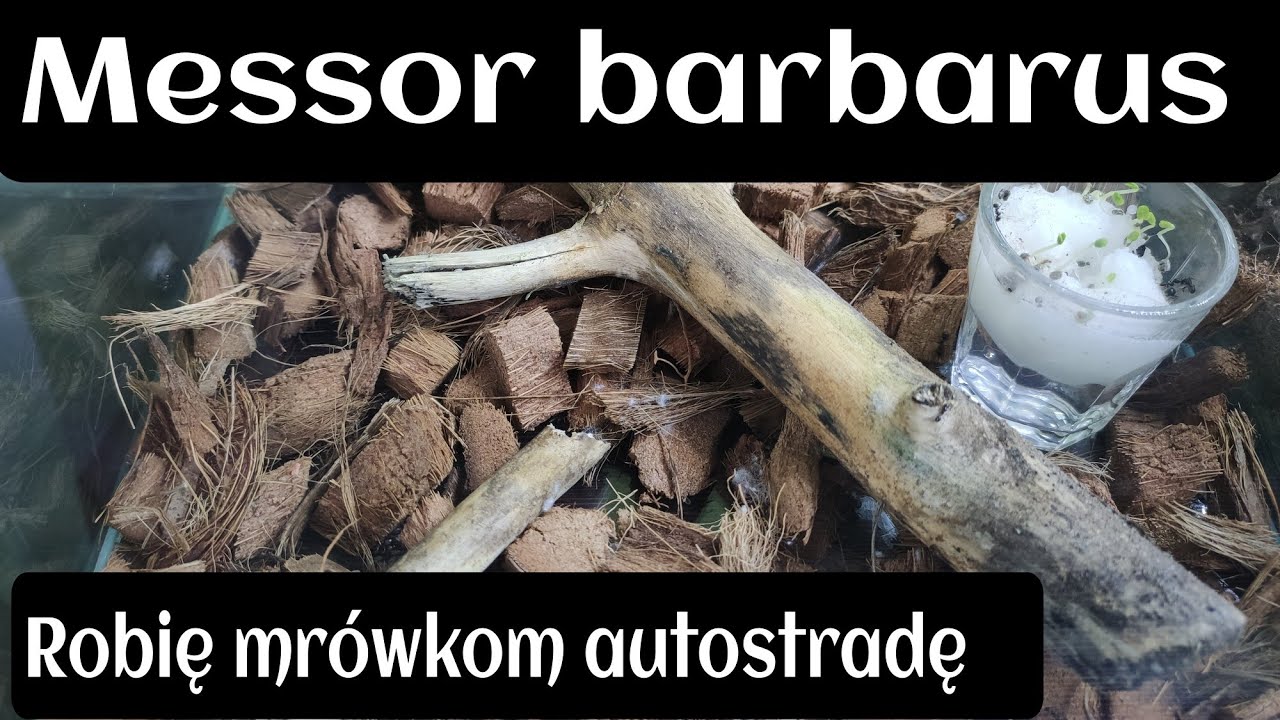 Mrówki Messor barbarus // nowa arena i autostrada na pół pokoju 🐜