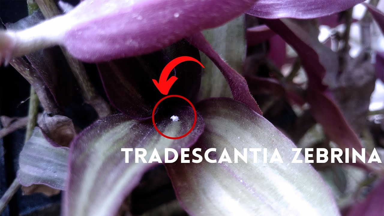 Tradescantia zebrina cuidados I tradescantia zebrina plaga