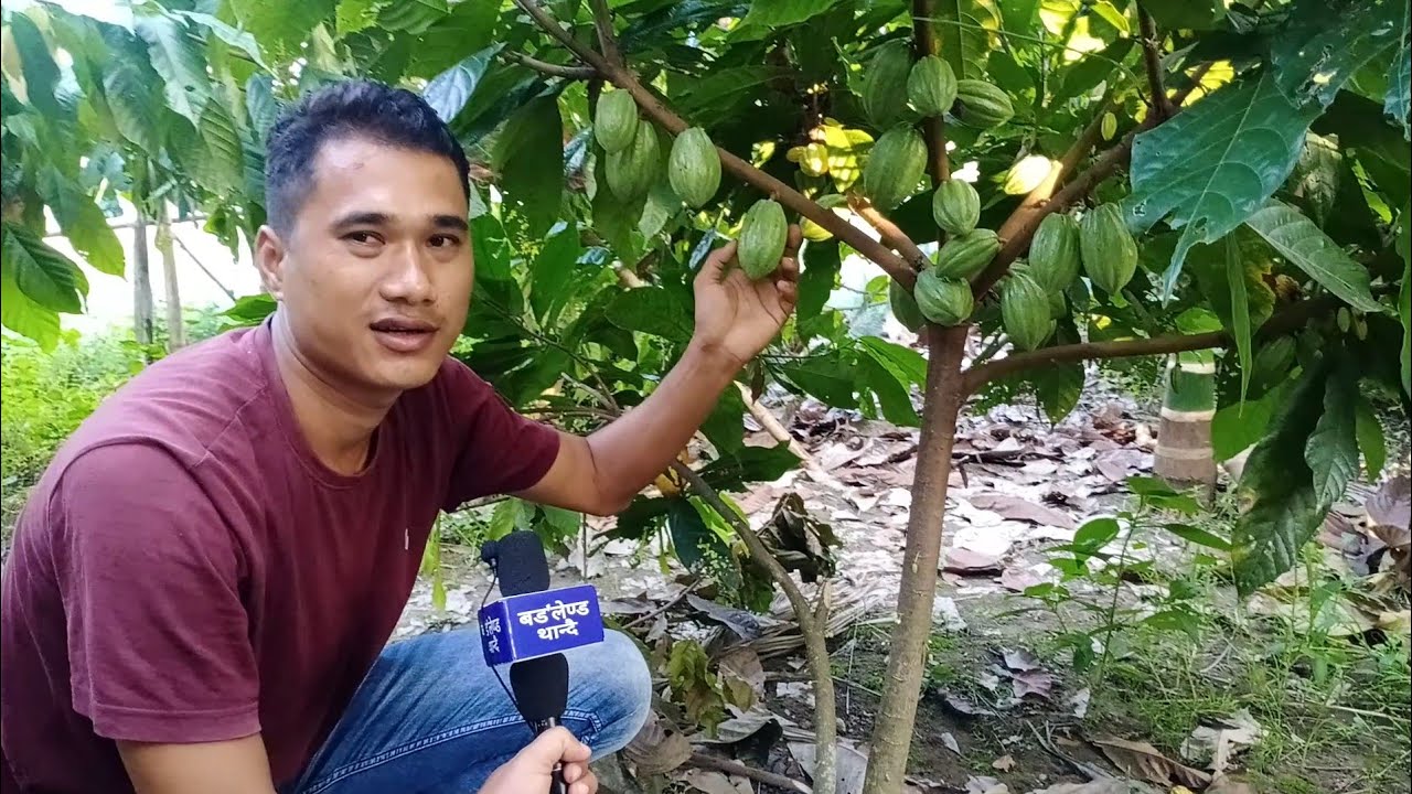 Cocoa आबाद मावनानै मुंदांखा जानो हानाय जाखांफुनाय आबादारि अमित बाग्लारी//For details...8133099374