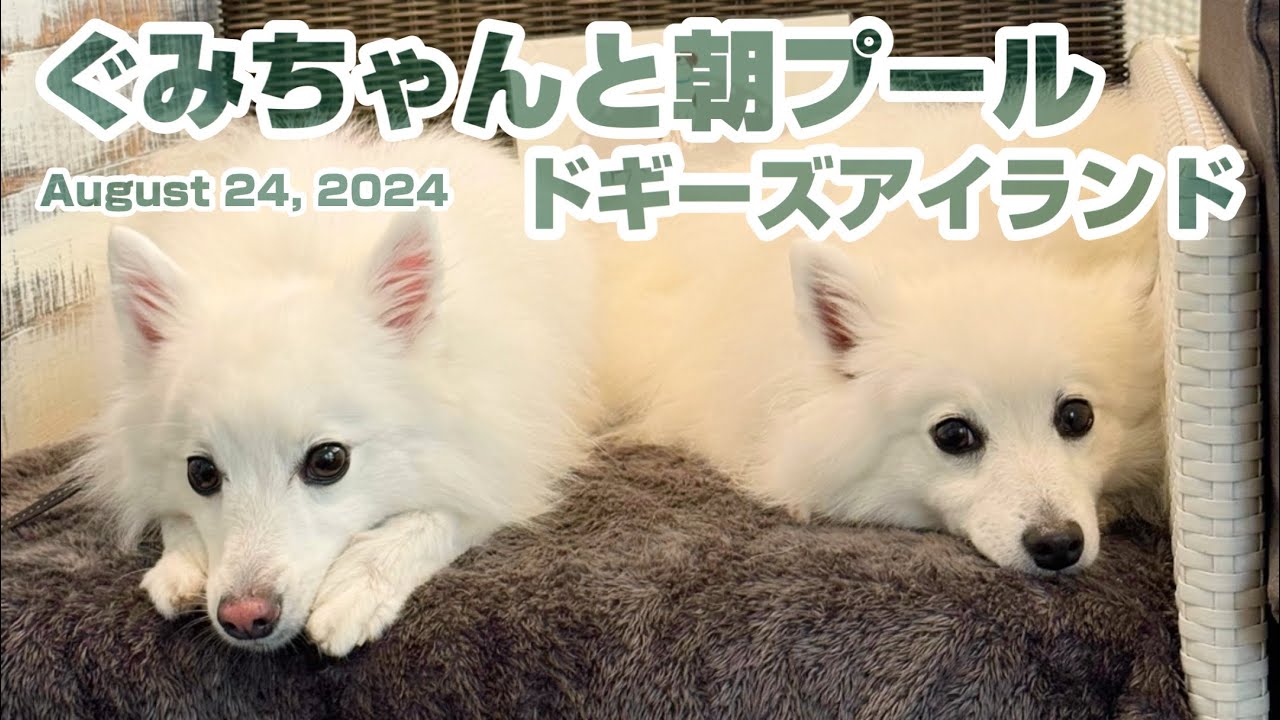 【コマのお友達】暑い夏の日、ぐみちゃんとプールで遊んできました。ワンコ連れ思いの優しい施設です。