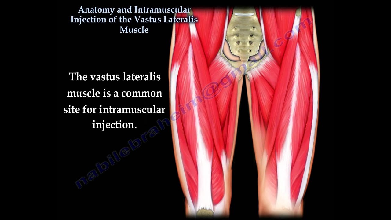 Vastus Lateralis intramuscular Injection - Everything You Need To Know - Dr. Nabil Ebraheim