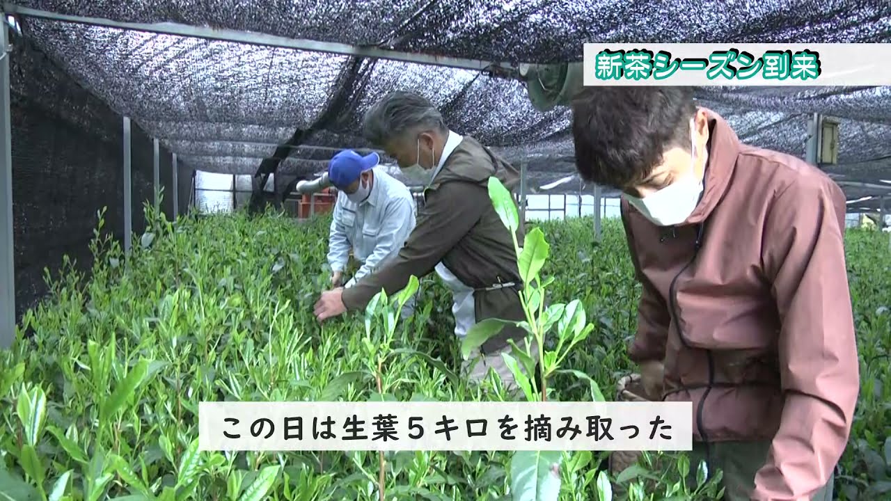 JAしみず　新茶シーズン到来