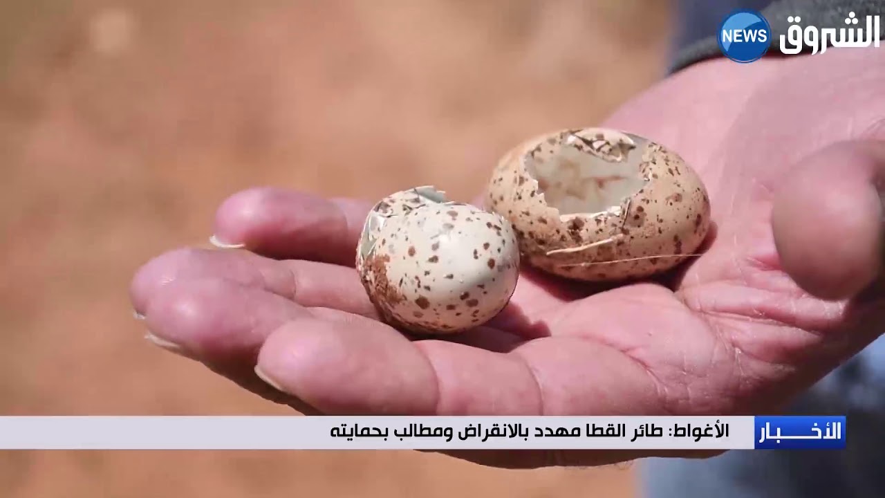 الأغواط: طائر القطا مهدد بالانقراض ومركز البحث العلمي للمناطق الجافة يطلب حمايته
