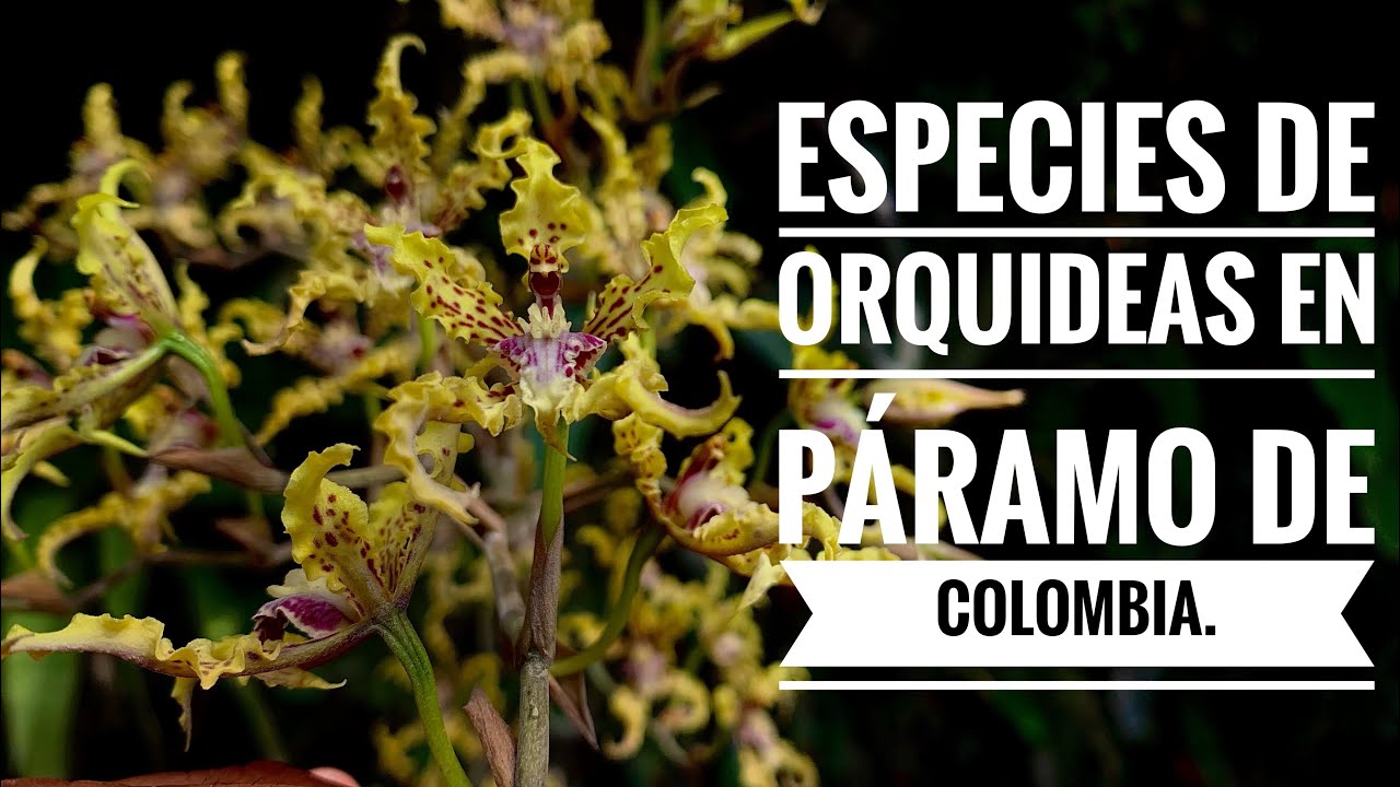 ESPECIES de ORQUÍDEAS en PÁRAMO de COLOMBIA 🇨🇴