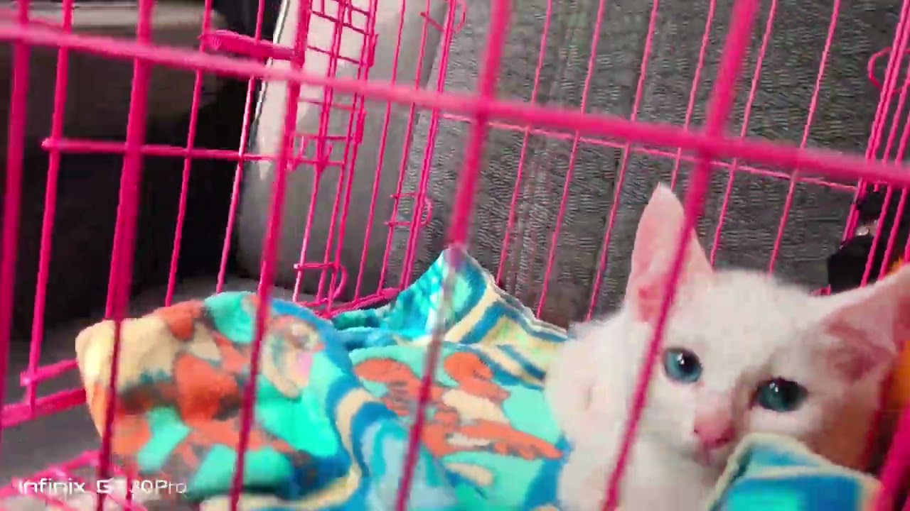 Is that bubbles? #cat #cats #animals #reels #cute #viral #kitten 