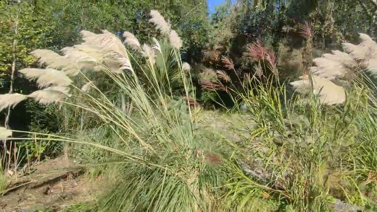 Cortaderia Fulvida ☀️ New Zealand Pampas☀️ ToeToe Grass🌞🌴🌞