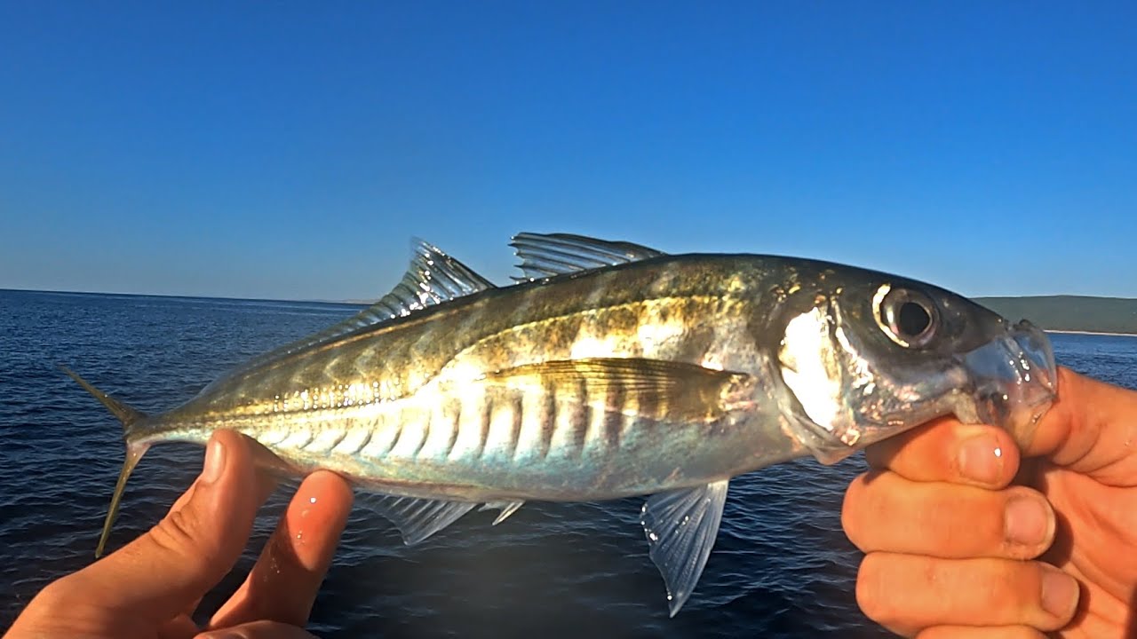 Light Jigging Krk Island CROATIA
