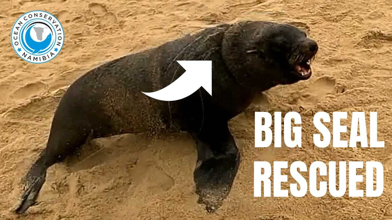 Rescued Seal Bull 