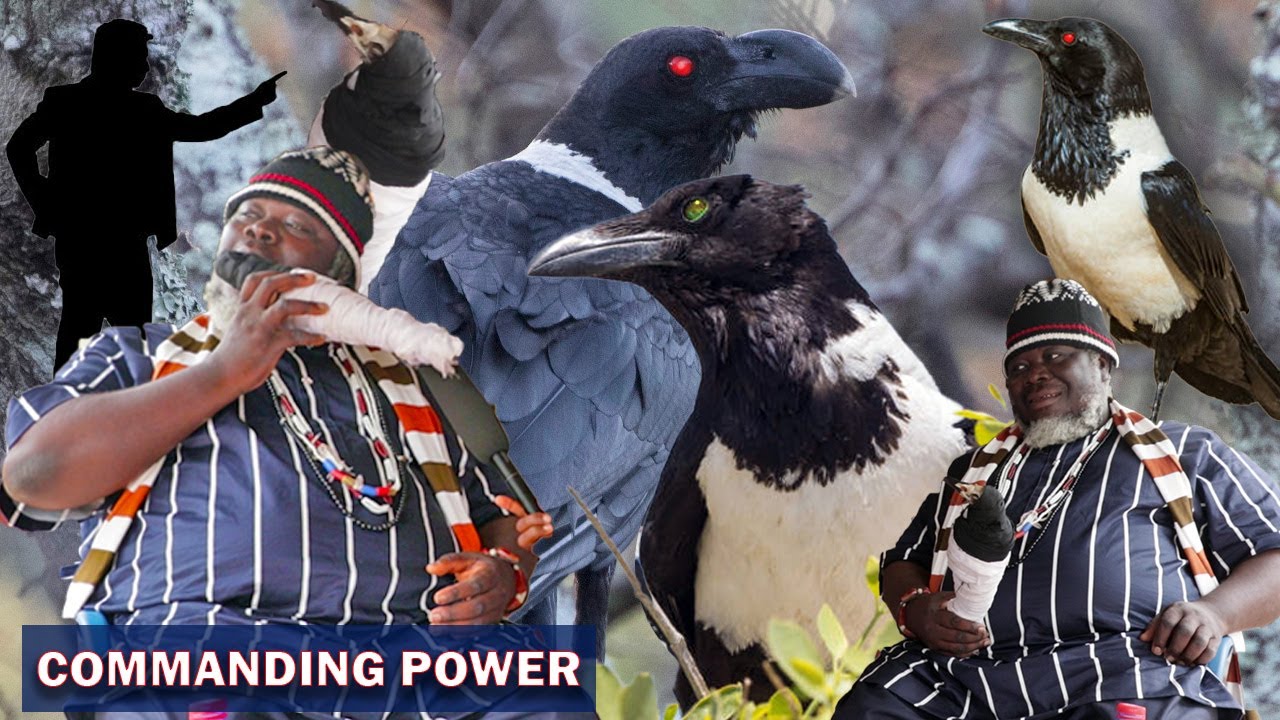 Head Of A Pied Crow || Pastors Are Using This.