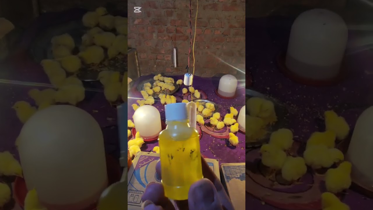اهم فيديو في حياه الكتاكيت ازاي تستقبل الكتكوت صح