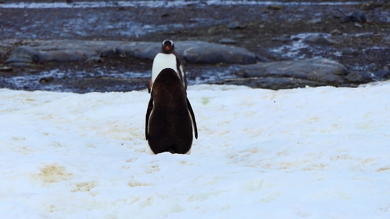 Penguins at Damoy Point