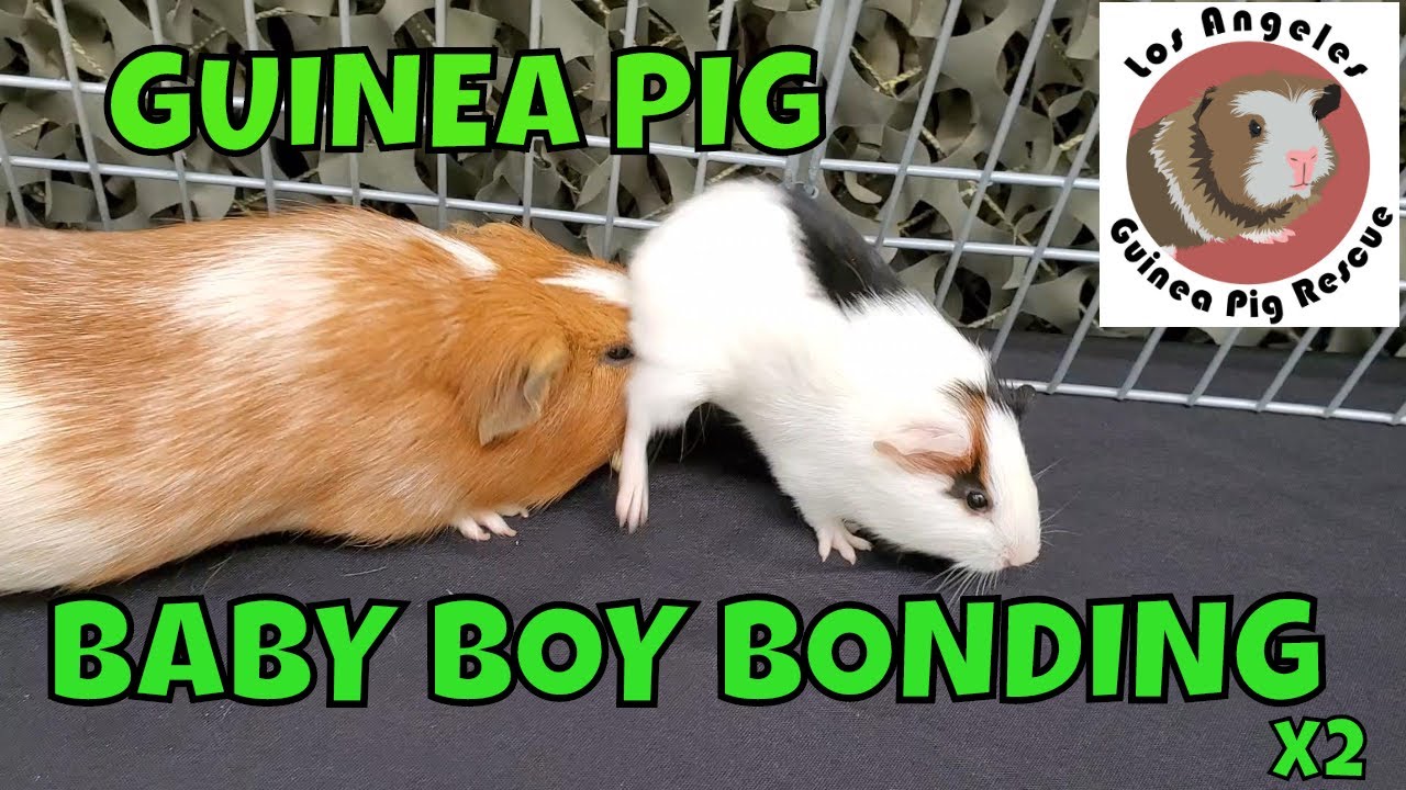 Guinea Pig Baby Boy Bonding with Saskia