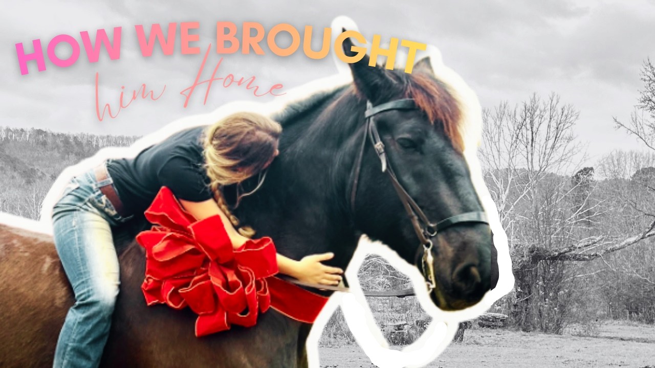 Bringing HOME Our DREAM Horse!