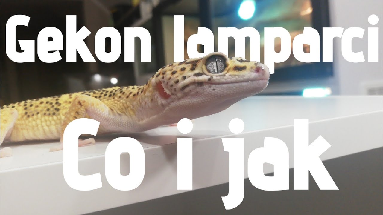 Gekon lamparci dla początkujących - Poradnik hodowlany 2020