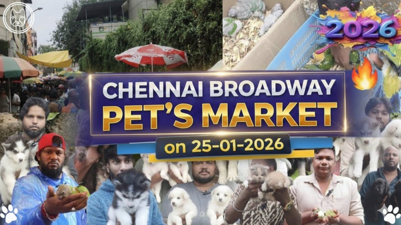 Chennai Broadway Pet Market Full Tour | Seller Contacts & Latest Prices (Jan 2026)