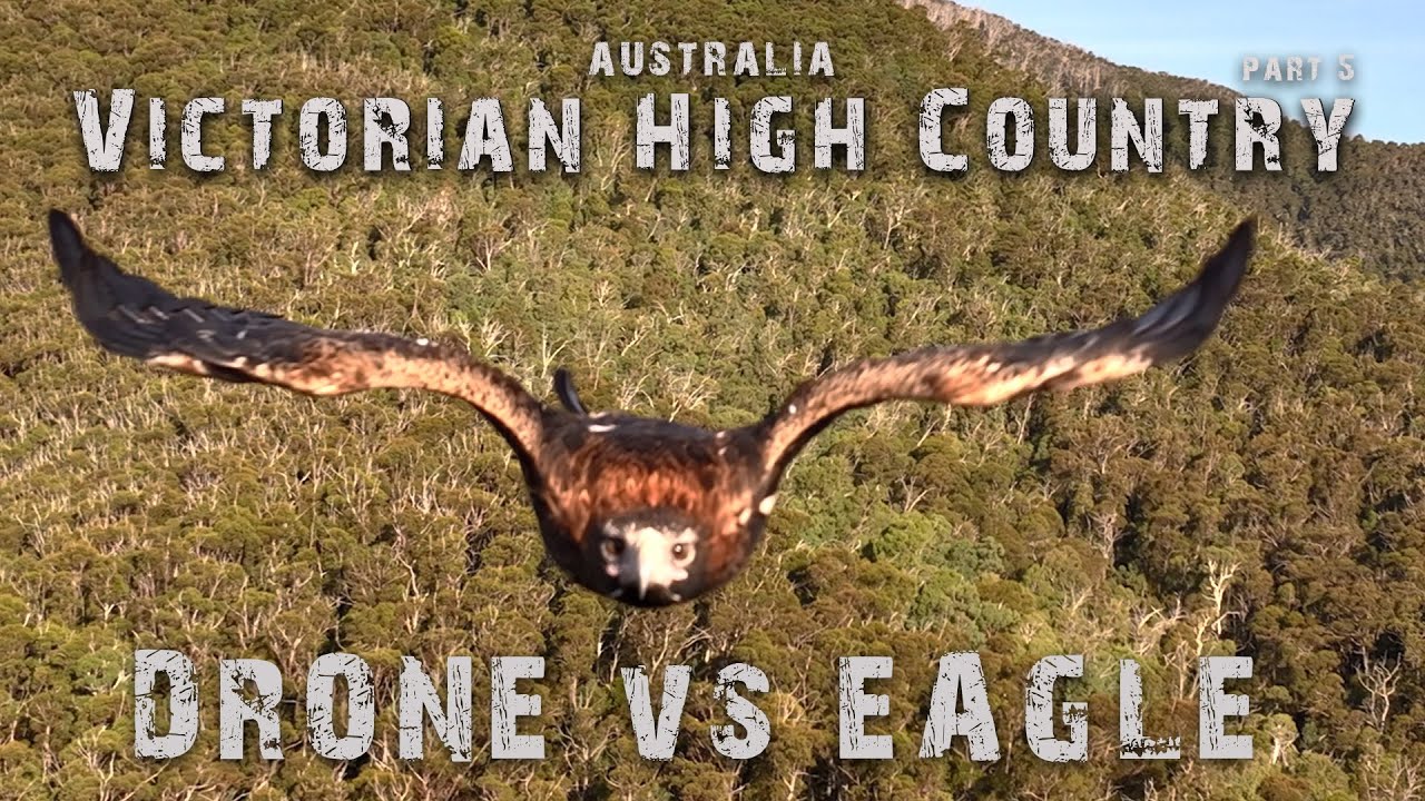 Drone vs Eagle Showdown | Victorian High Country by 4wd | ! Crazy footage [4k] Part 5