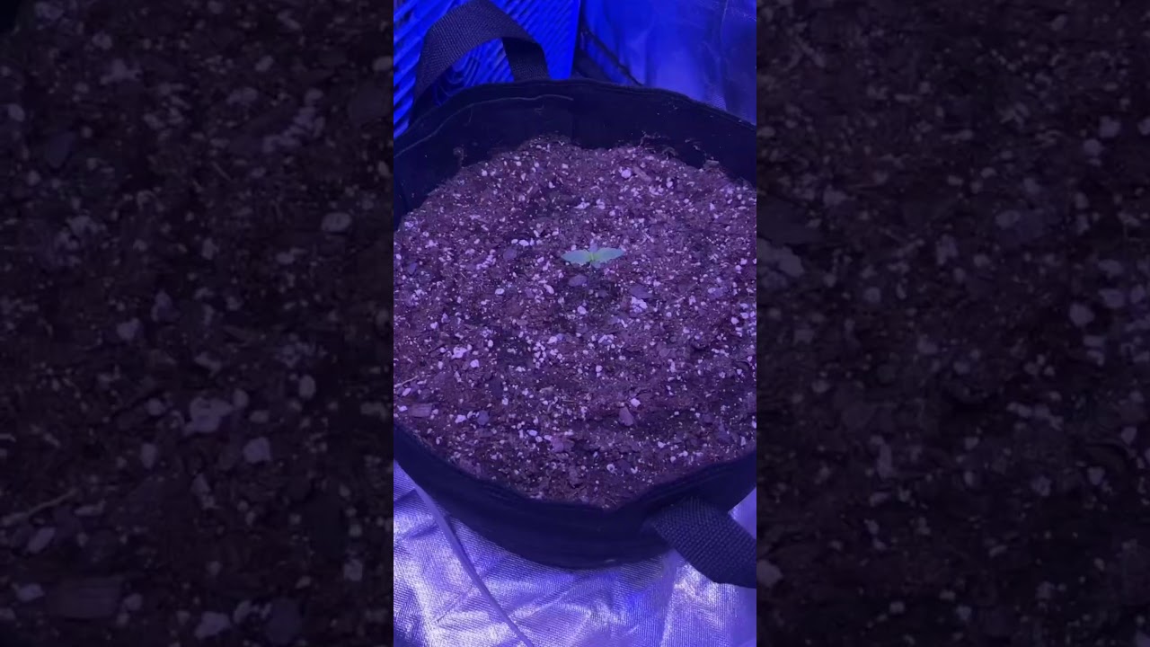 Mimosa auto from royal queen seeds!! I&rsquo;m on week 4 an she&rsquo;s striving#royalqueenseeds#indoor