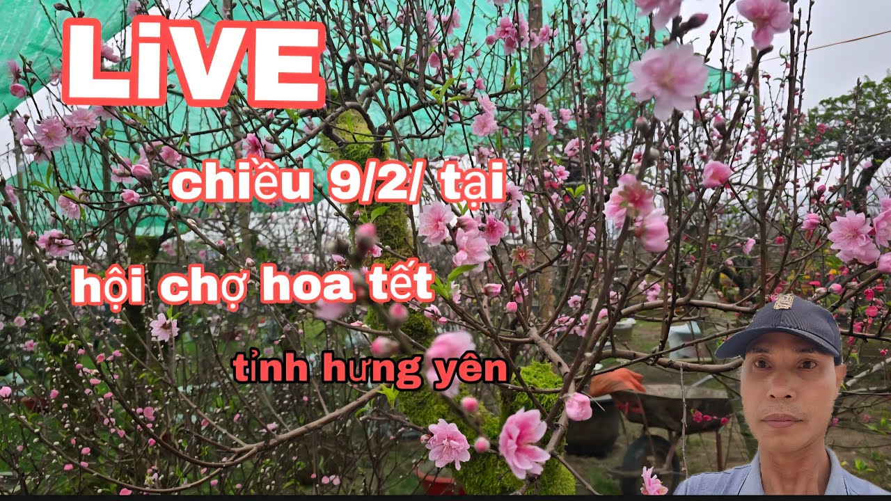 trực tiếp chiều 9/2/ tại hội hoa tinh hưng yên