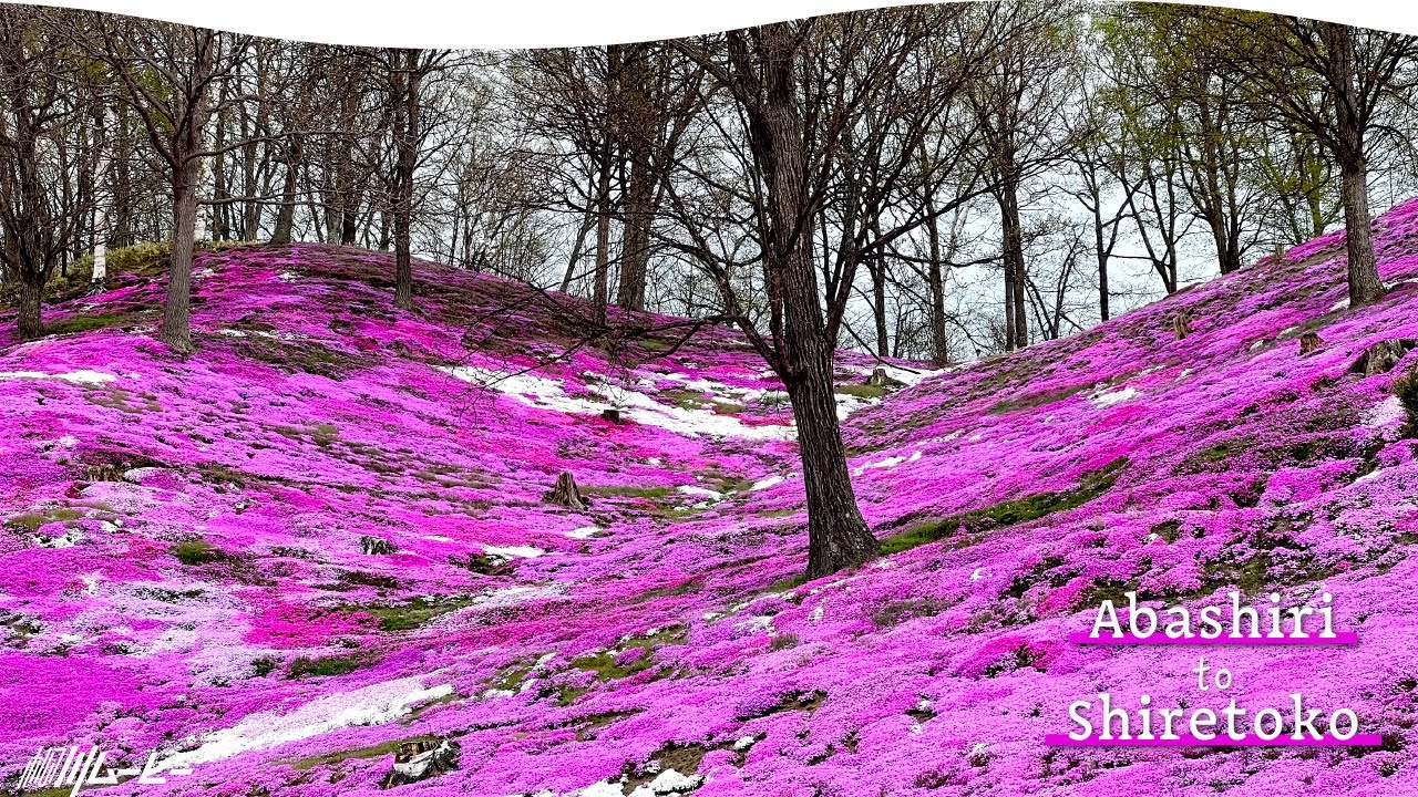 Hokkaido Road Trip: 2 Days in Shiretoko World Heritage & The Best Local Food in Abashiri.