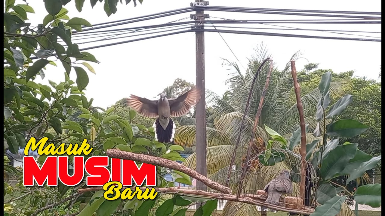 MEMIKAT MERBUK / PERKUTUT ... MASUK MUSIM & TAHUN BARU 2023