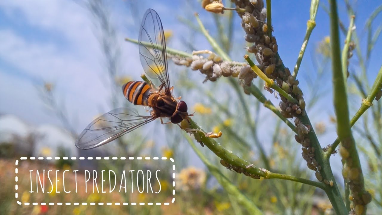 INSECT PREDATORS