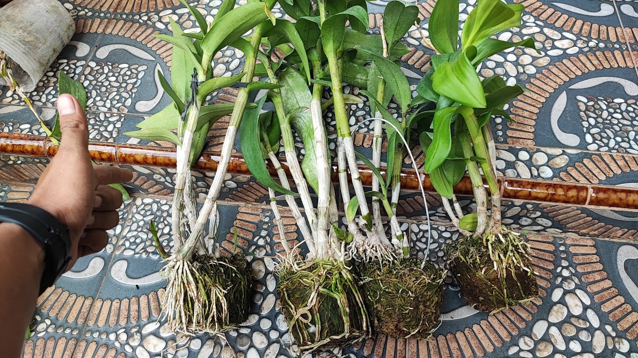 Menanam Dendrobium Bulat Thailand!!