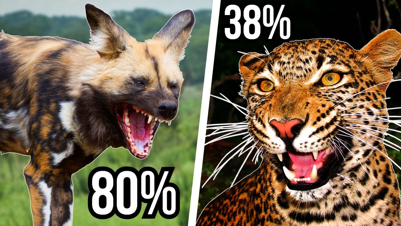 5 Large African Predators With The Highest Success Rates