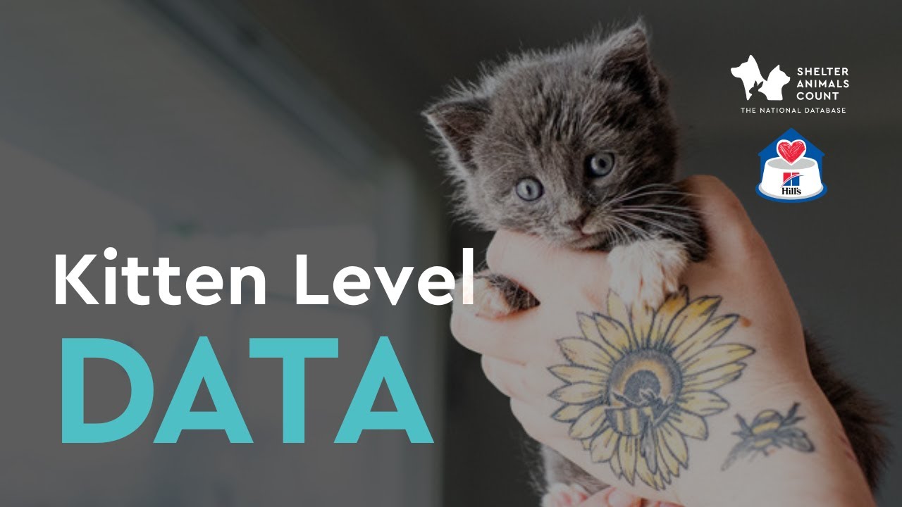 Kitten-Level Data: Transform Outcomes with Hannah Shaw & Dr. Julie Levy | Shelter Animals Count