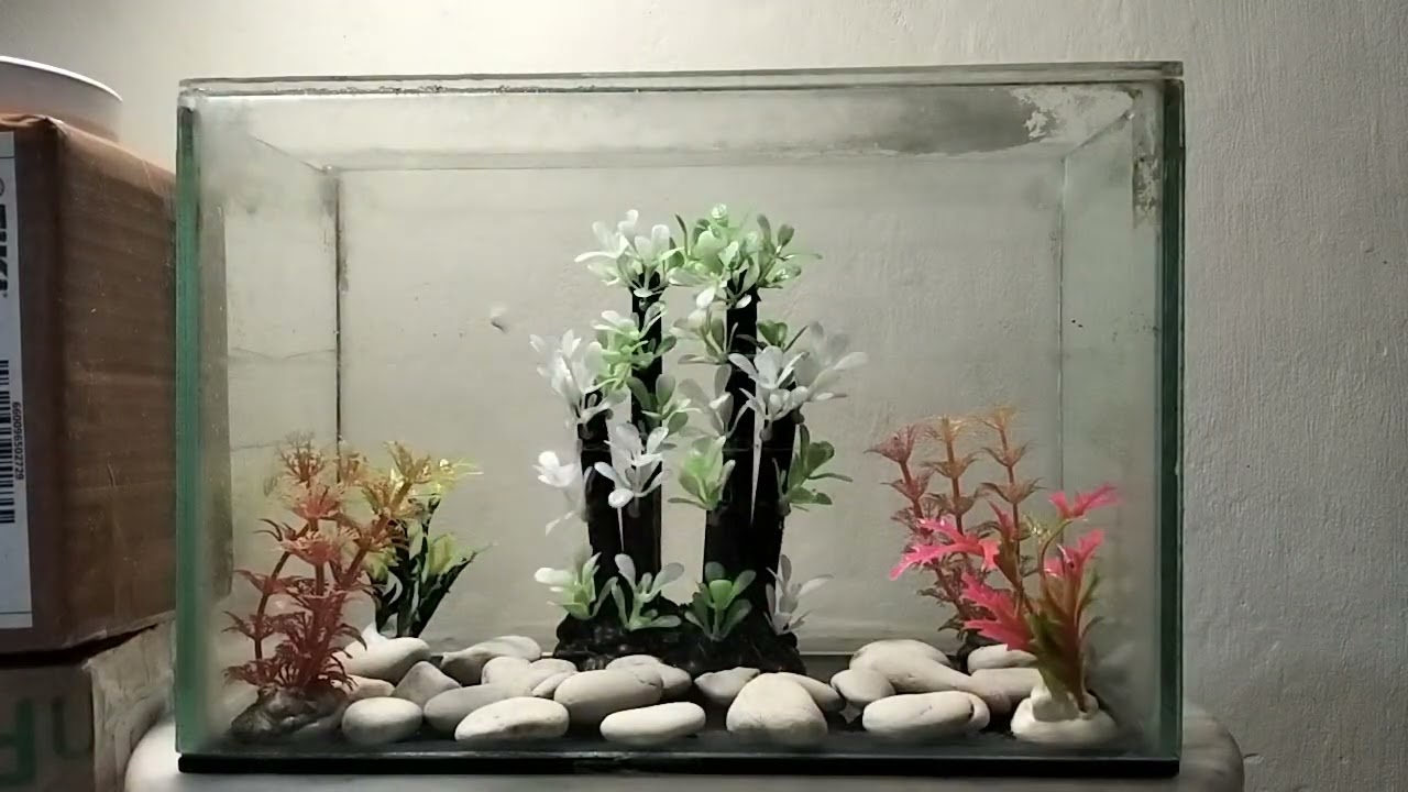 Set up a new show tank for my bettas 