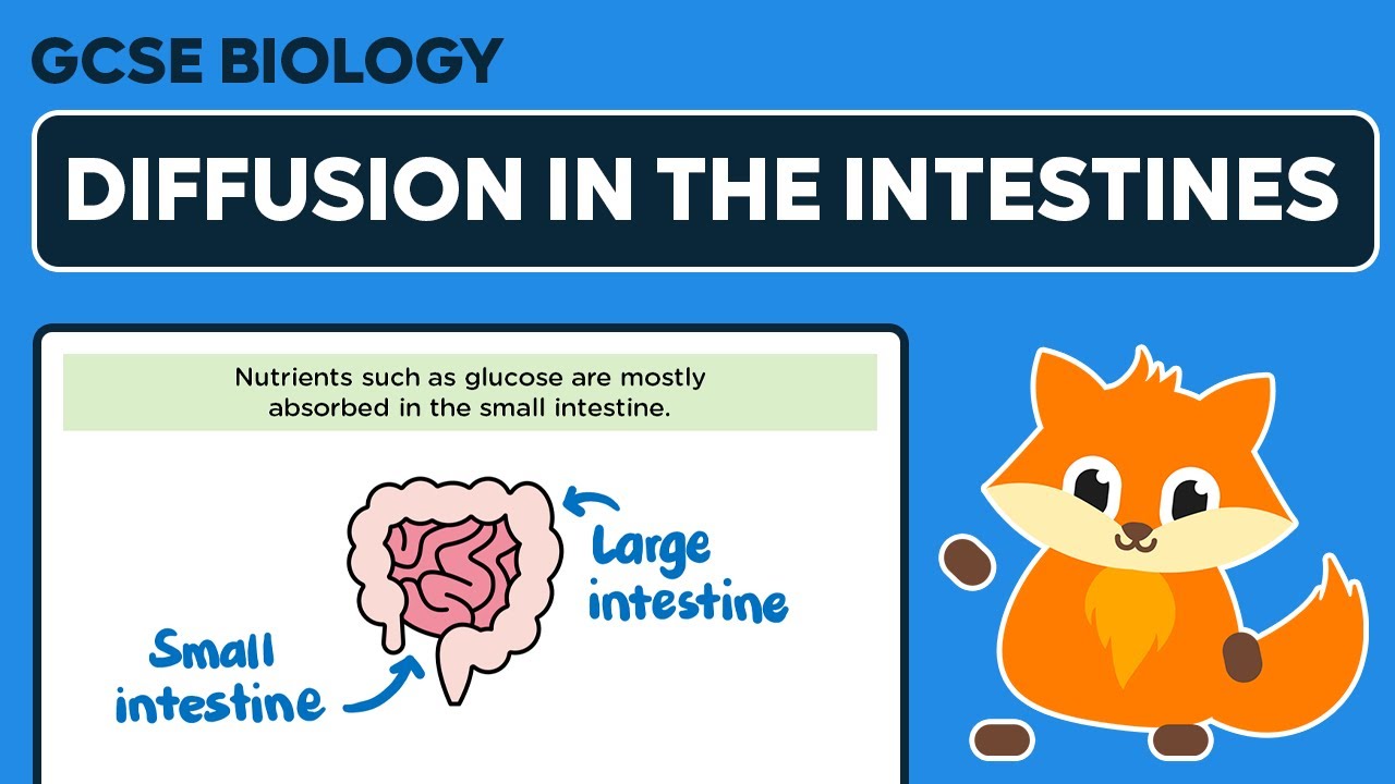 Exchange and Diffusion in the Intestines - GCSE Biology