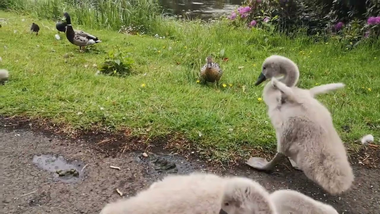 Baby Swans (Cygnets) Stretch Their Tiny Wings and Do Big Poos