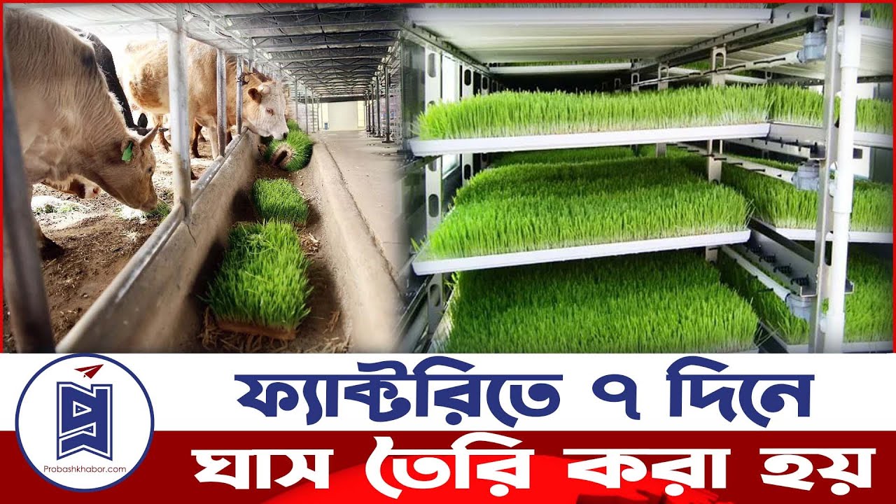 ফ্যাক্টরিতে ৭ দিনে যেভাবে ঘাস তৈরি করা হয় | Hydroponic Fodder Farming | Probash Khabor