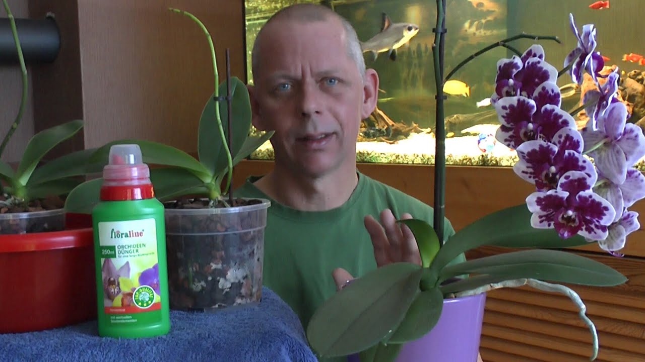 Orchideen einpflanzen, umtopfen ganz einfach