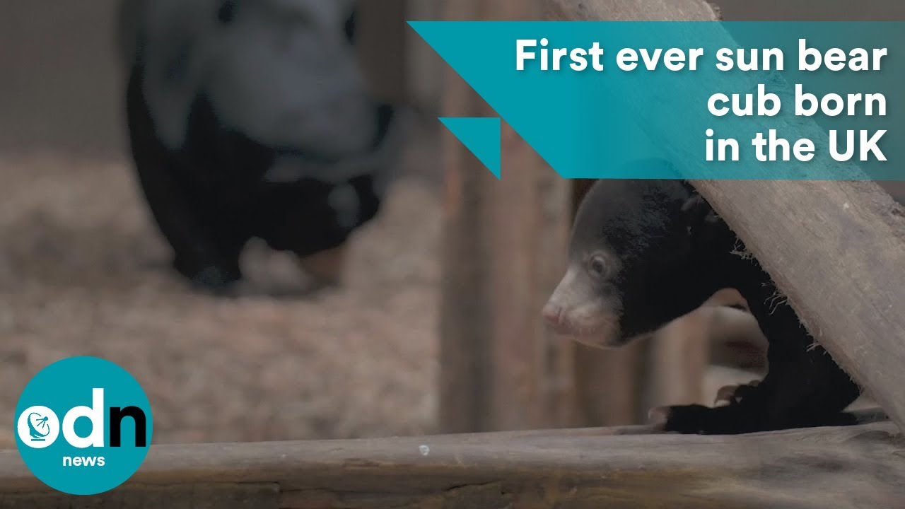 First ever sun bear cub born in the UK
