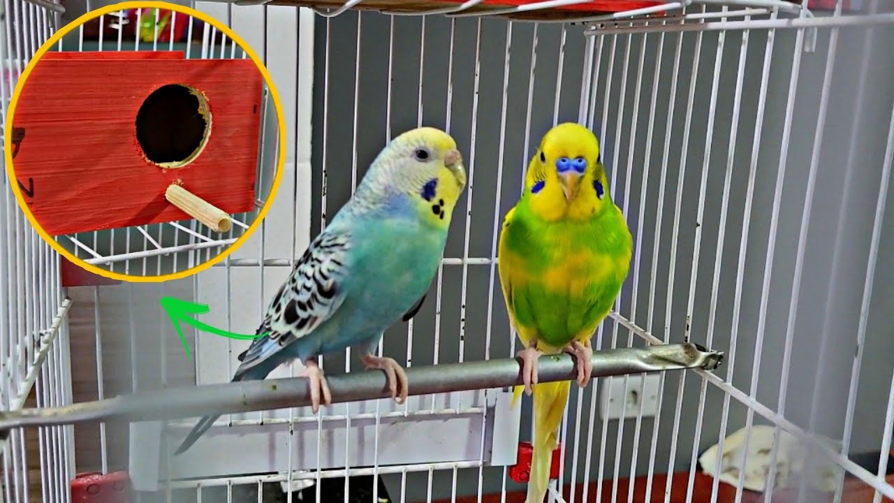 ESTÁ NA HORA DE COLOCAR O NINHO NA GAIOLA DO CASAL DE PERIQUITO AUSTRALIANO