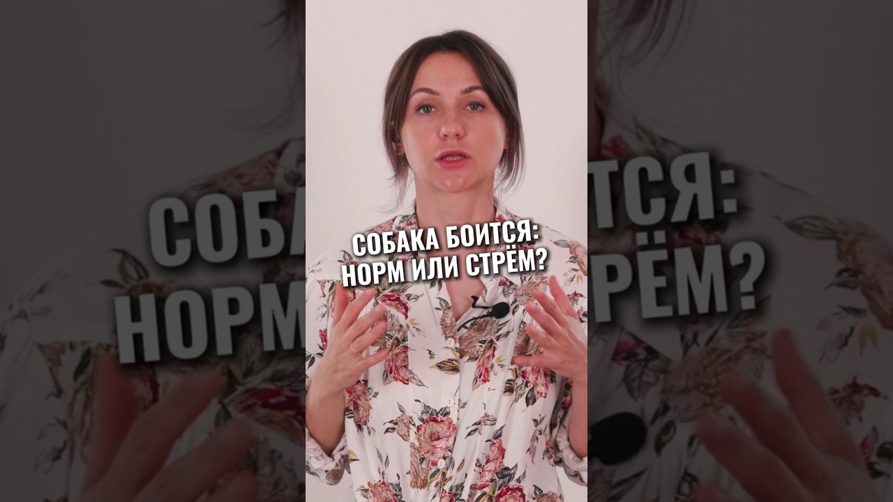 А твоя собака чего-то боится? 