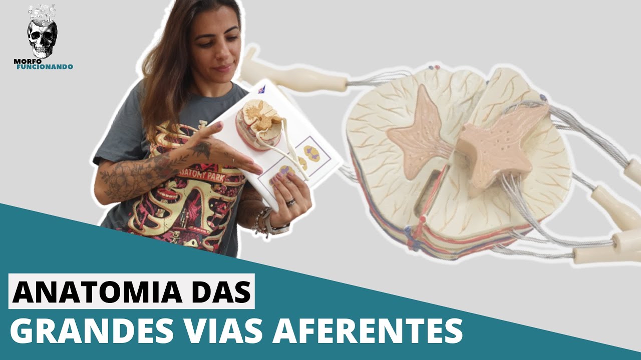 ANATOMIA DAS VIAS ASCENDENTES DA MEDULA ESPINAL - AFERENTES - SOMATOSSENSORIAIS E CEREBELARES #12