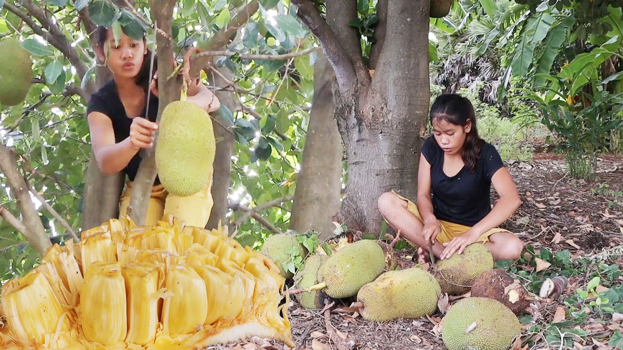 Natural ripe jackfruit for snack - Survival solo in forest