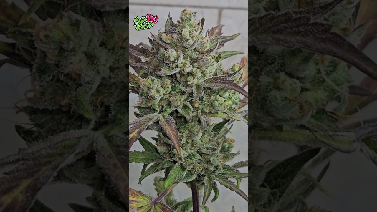 PINEAPPLE LARRY OG AUTO BSF SEEDS