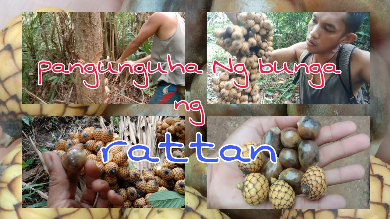 rattan harvesting..