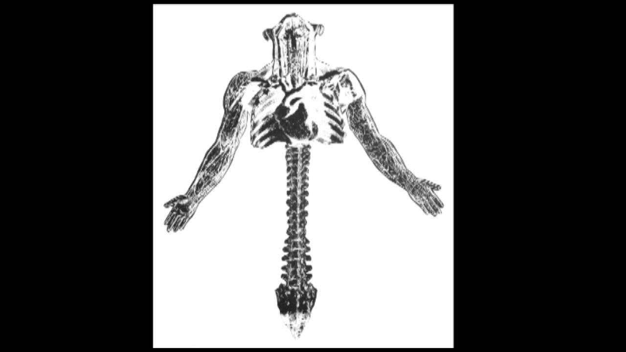 Sinews - 