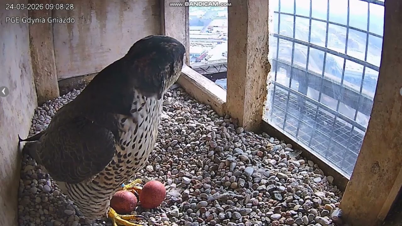 Sok&oacute;ł wędrowny PGE Gdynia (PL) -  Ster ucieka przestraszony, Sara zasiada na jajkach 🥚🥚2026 03 24