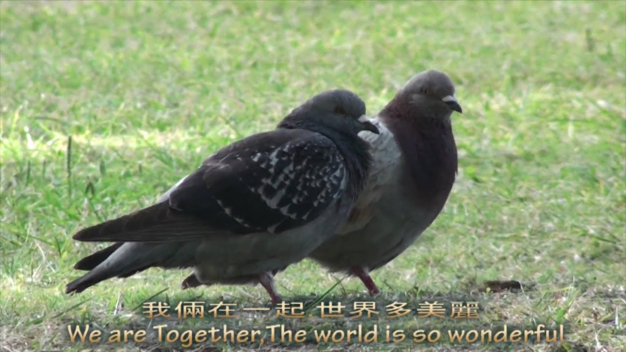 邓丽君 The world is so wonderful 世界多美丽 Kisah Remaja 世界は二人のために
