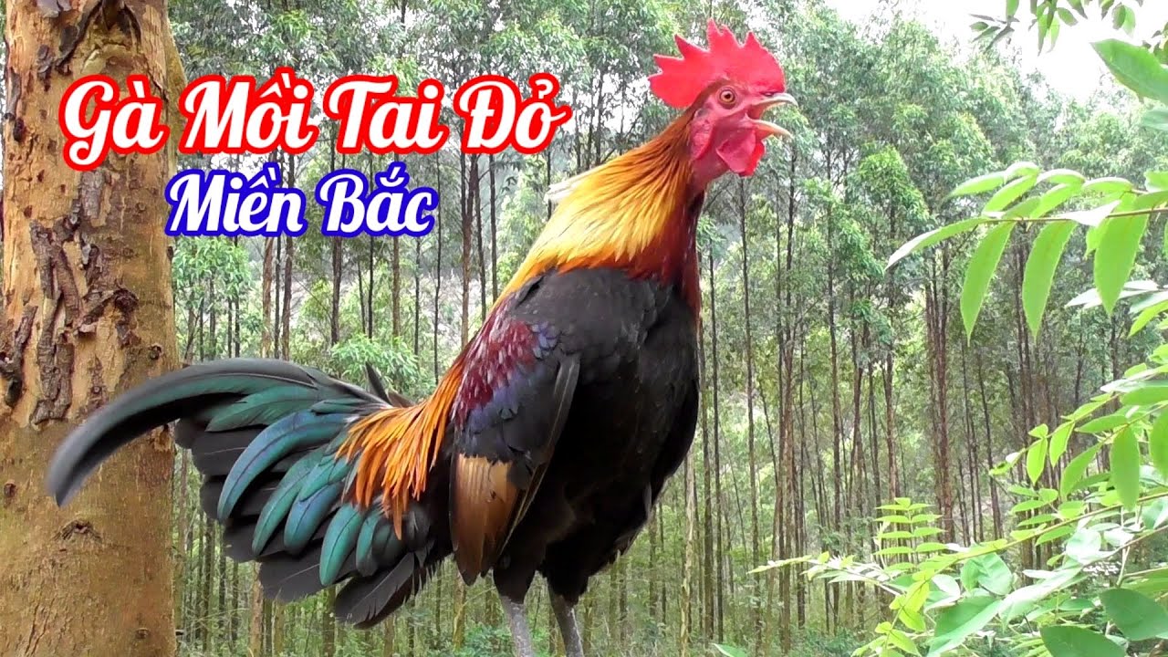 Tiếng Gà Trống Rừng Gáy | Gà Rừng Mồi Tai Đỏ Miền Bắc Gáy Hay | Hoàng Thắng
