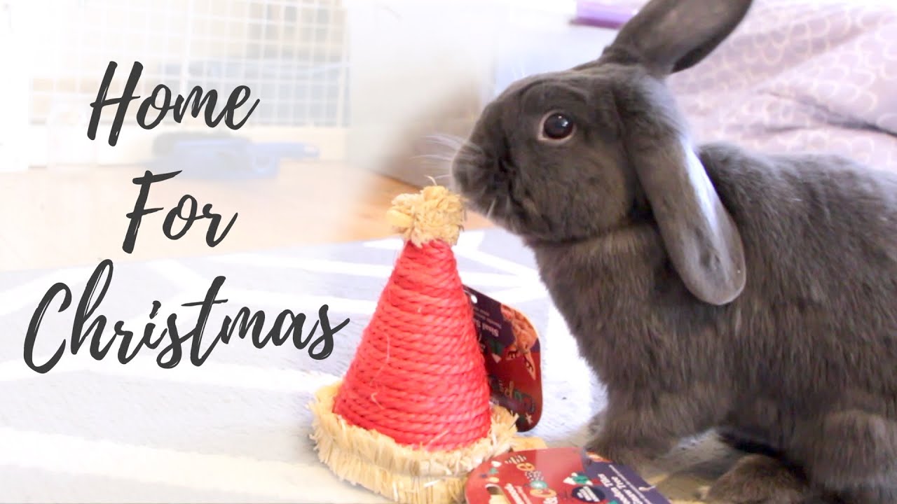 Home for Christmas! Presents for Bunnies!