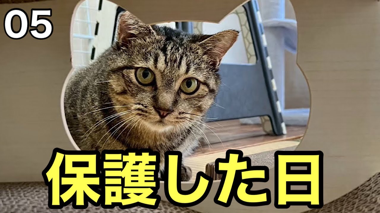 #06 野良猫ポテを保護した日のお話