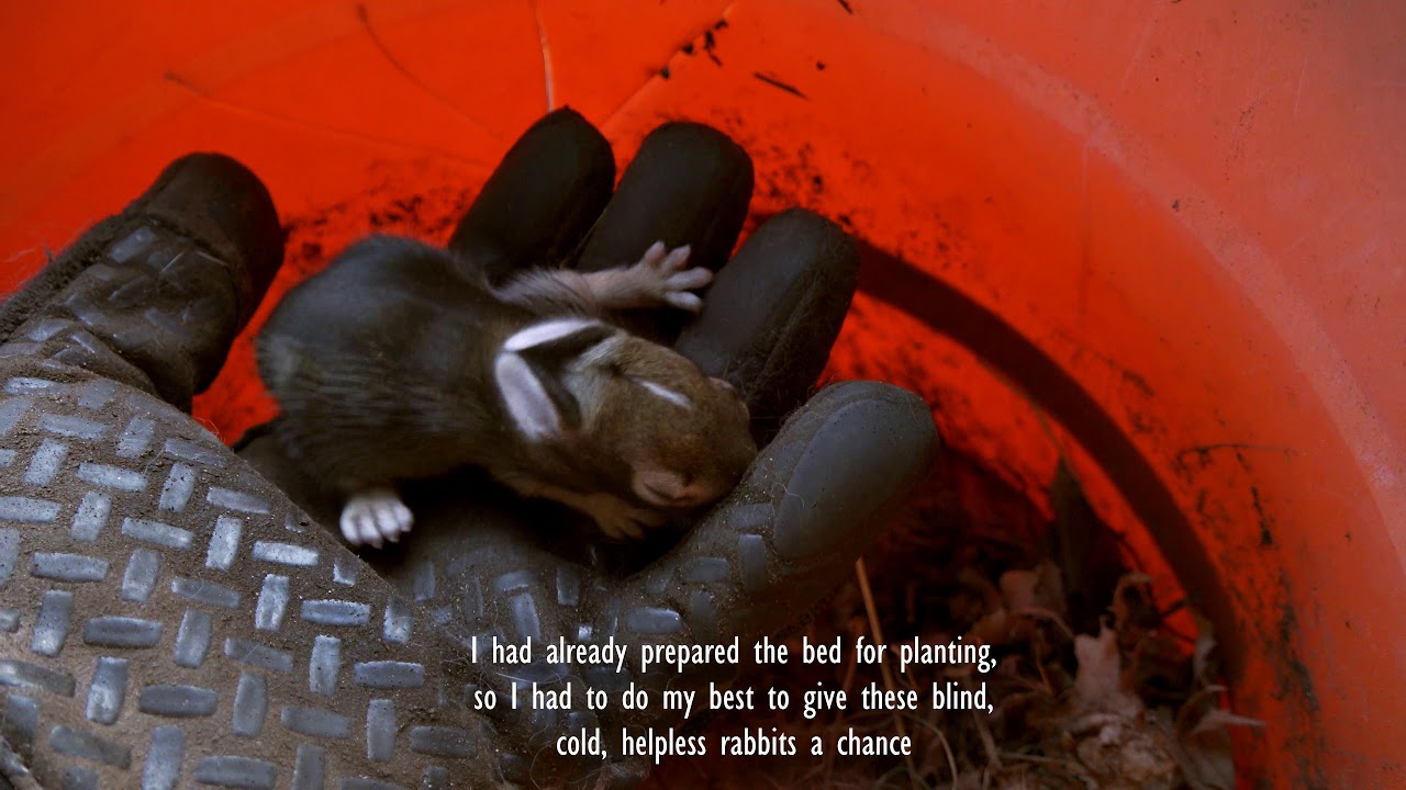 Rabbit Den Dug Up in the Garden While Planting Seeds- Tea Mage TV