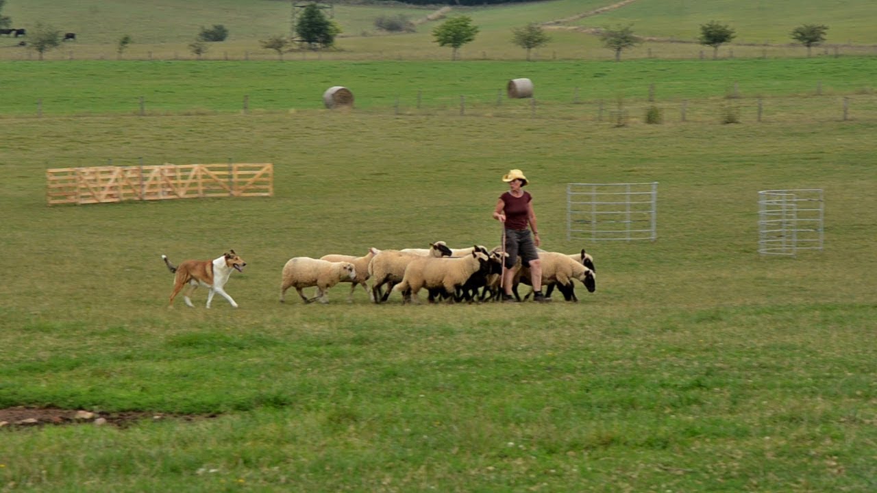 Herding Championship Traditional Style 2019, Czech Republic