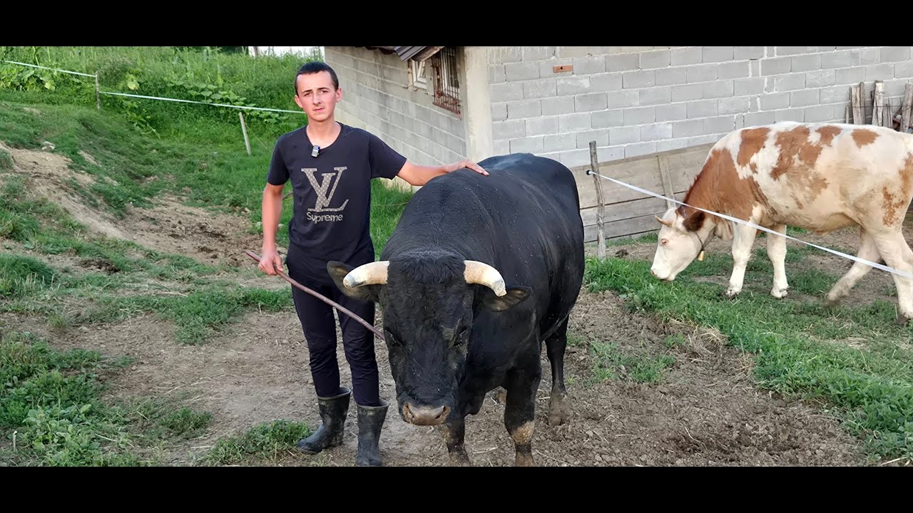 Merim iz Bugojna Dečko koji više voli krave nego izlet uTursku jedina želja  je da postane veterinar